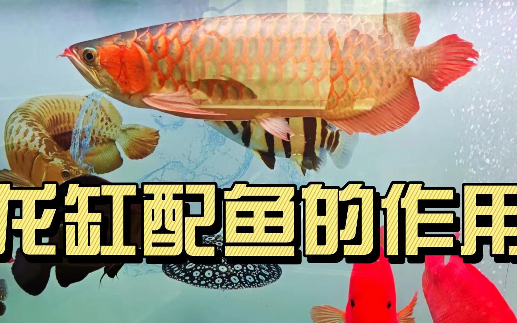 紅龍魚養(yǎng)什么配魚防掉眼：紅龍魚防掉眼適合什么配魚