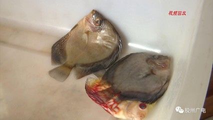 紅龍魚死了預示著什么：紅龍魚死亡與運勢的關系