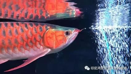 紅龍魚缸壽命多長(zhǎng)：紅龍魚缸使用壽命在8-10年左右，但壽命會(huì)超過10年 龍魚百科 第1張