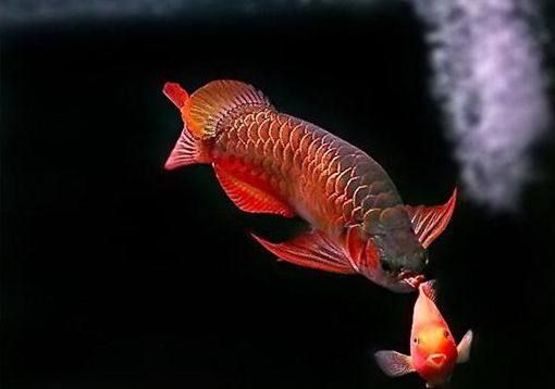 紅龍魚一年能長多大：紅龍魚一年可以長15-20厘米 龍魚百科 第4張