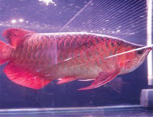 紅龍魚(yú)浮背怎么處理：紅龍魚(yú)浮背營(yíng)養(yǎng)不良,營(yíng)養(yǎng)不良,環(huán)境壓力,治療疾病 龍魚(yú)百科 第4張