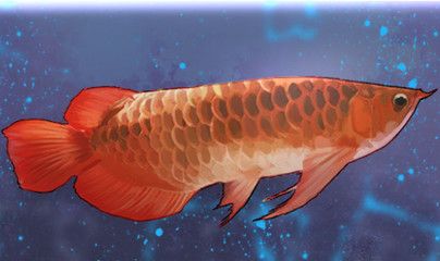 紅龍魚(yú)燈是白色的嗎為什么：紅龍魚(yú)燈不是白色 龍魚(yú)百科 第2張