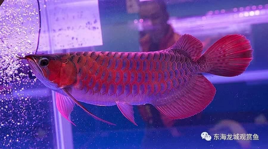 紅龍魚鰭能長大不：紅龍魚的魚鰭可以長大嗎？