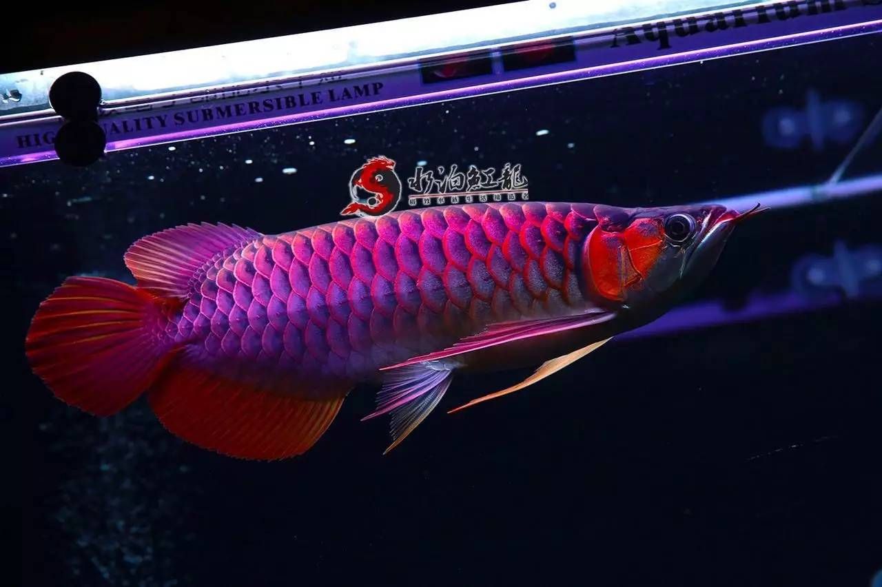 紅龍魚鰭能長大不：紅龍魚的魚鰭可以長大嗎？ 龍魚百科 第4張