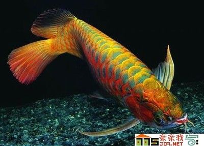 紅龍魚一條多少錢：紅龍魚價格從幾百元到數(shù)萬元不等， 龍魚百科 第4張