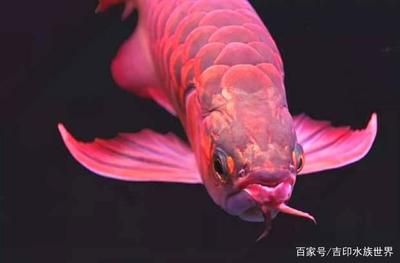 紅龍魚上嘴唇比下嘴唇長怎么回事：紅龍魚上嘴唇比下嘴唇長可能由多種因素導(dǎo)致 龍魚百科 第3張