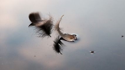 紅龍魚(yú)尾鰭裂了怎么辦：紅龍魚(yú)尾鰭裂開(kāi)怎么辦 龍魚(yú)百科 第1張