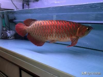 紅龍魚幾年長到60公分：紅龍魚長到60公分需要多久？