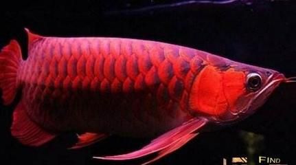 紅龍魚幾年長到60公分：紅龍魚長到60公分需要多久？