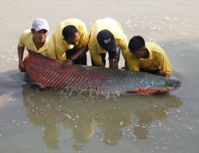 紅龍魚去哪里抓：合法獲取紅龍魚需要遵循哪些途徑？ 龍魚百科 第2張