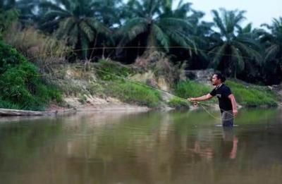 紅龍魚去哪里抓：合法獲取紅龍魚需要遵循哪些途徑？ 龍魚百科 第4張