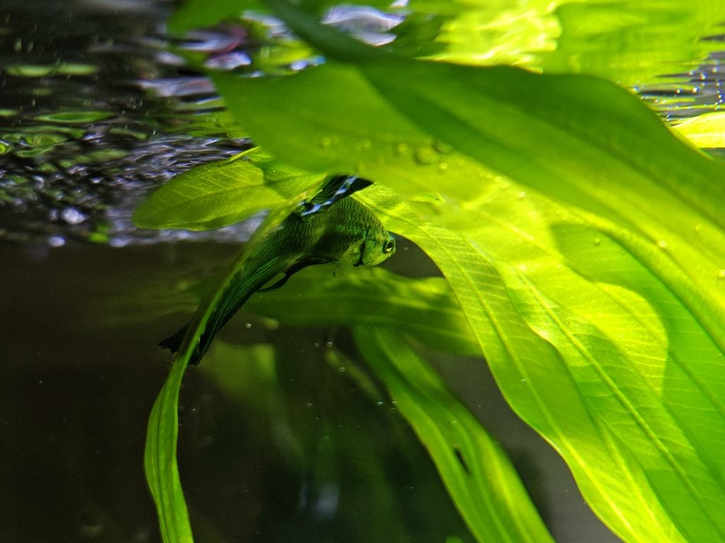 彰武縣艷灞水族館：彰武縣艷灞水族館經(jīng)營產(chǎn)品：觀賞花、鳥、蟲、飼養(yǎng)設(shè)備、飼料銷售