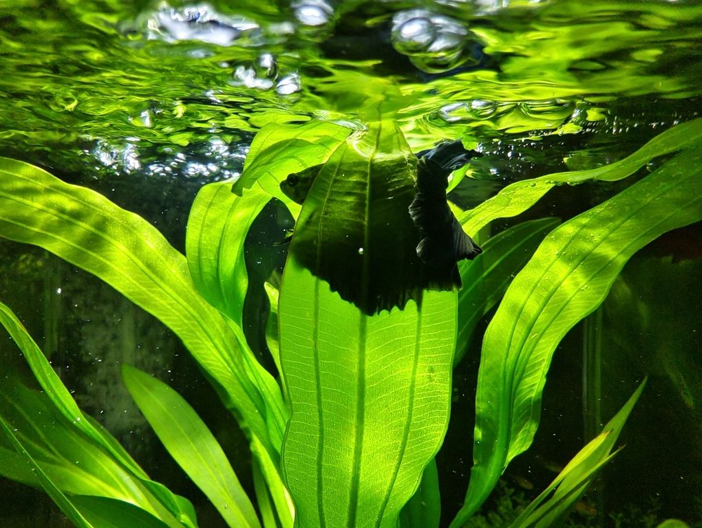 彰武縣艷灞水族館：彰武縣艷灞水族館經(jīng)營產(chǎn)品：觀賞花、鳥、蟲、飼養(yǎng)設(shè)備、飼料銷售