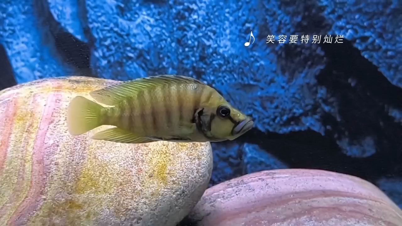 魚生短暫，余生很貴：黃金虎12+,沙漠綠洲