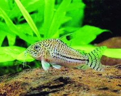 馬鞍山市花山區(qū)奧趣水族館【花山區(qū)奧趣水族館】 全國觀賞魚市場