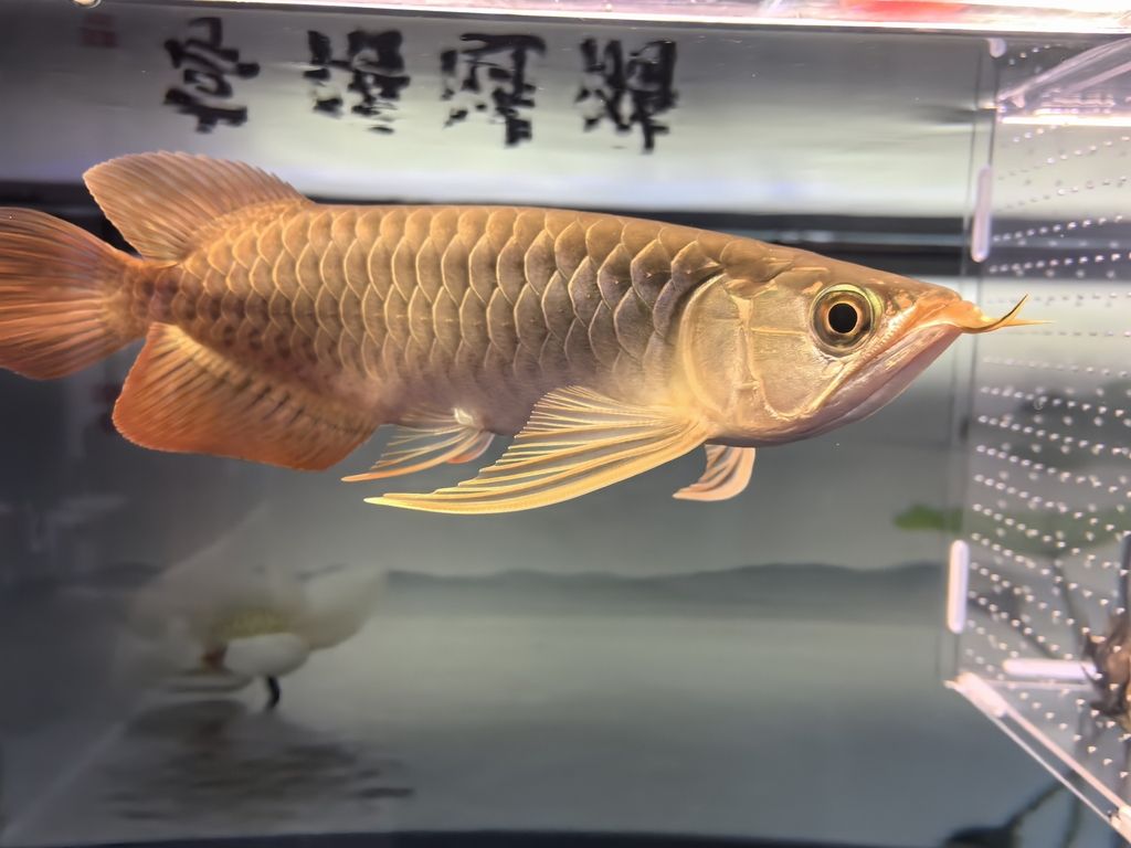 堅(jiān)持愛好！【每天早上各喂一次，早上飼料，晚上凍蝦小魚，虎魚一天一次】