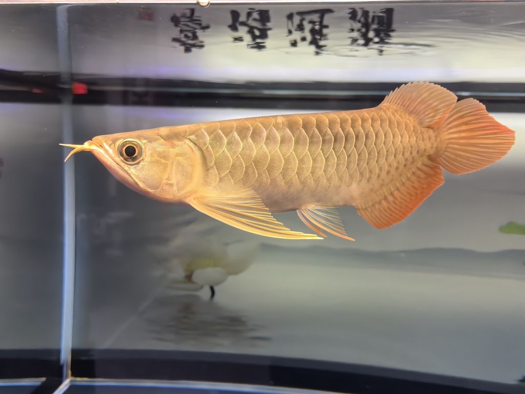 堅(jiān)持愛好！【每天早上各喂一次，早上飼料，晚上凍蝦小魚，虎魚一天一次】