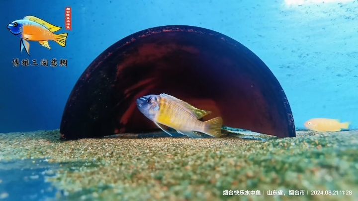 卡丑MC極品小公魚【尺寸8+的卡丑mc小公魚】