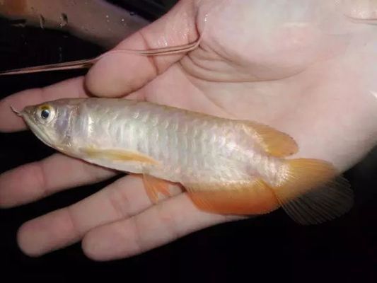 龍魚換水后不吃食【為什么龍魚在換水后突然不吃食了？】 水族問答