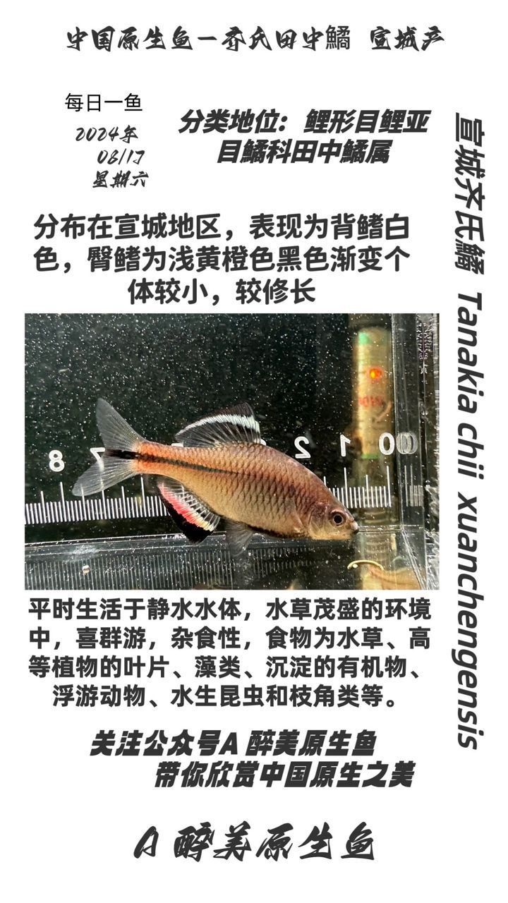 宣城齊氏鱊【有人廣德齊】 觀賞魚論壇