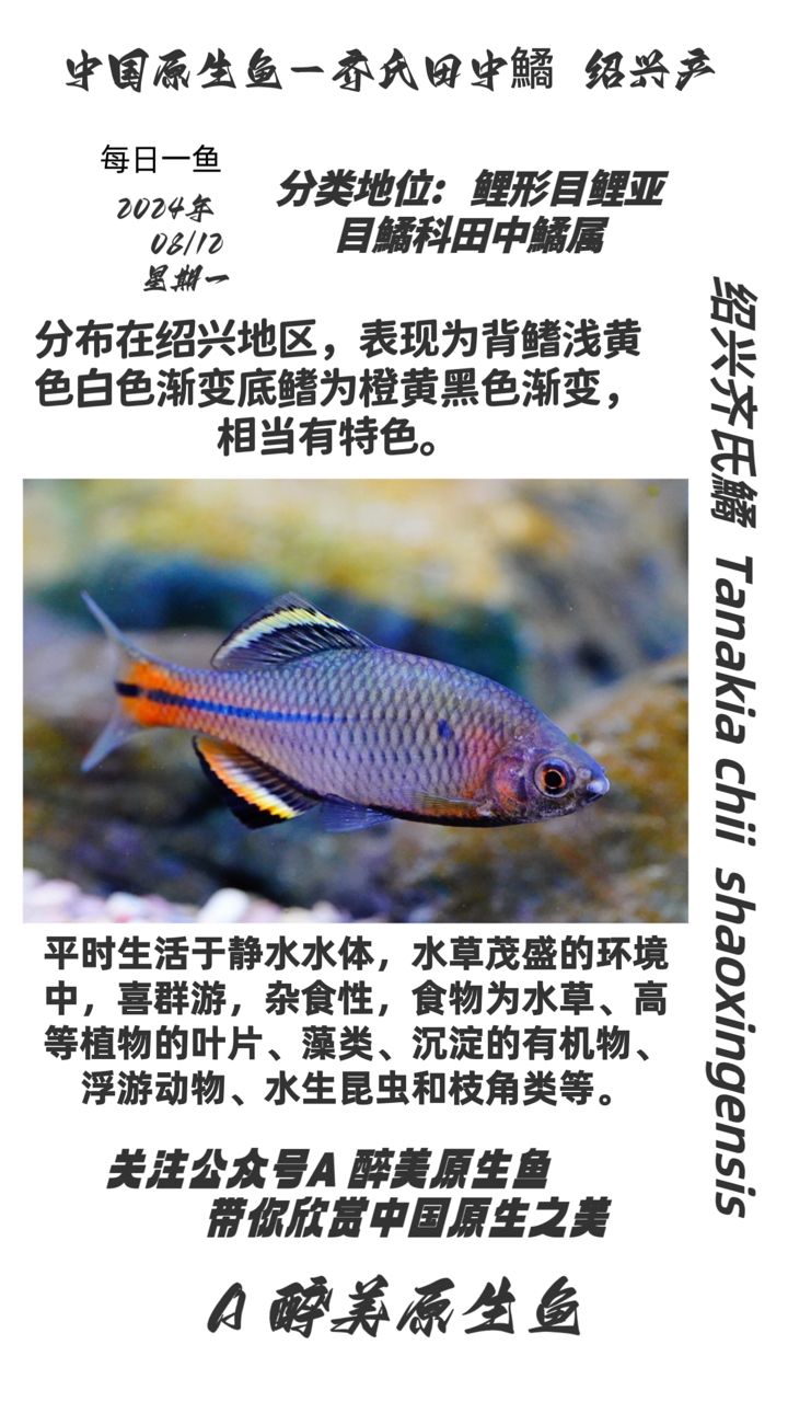 紹興齊氏鱊【紹興地區(qū)】 觀賞魚論壇