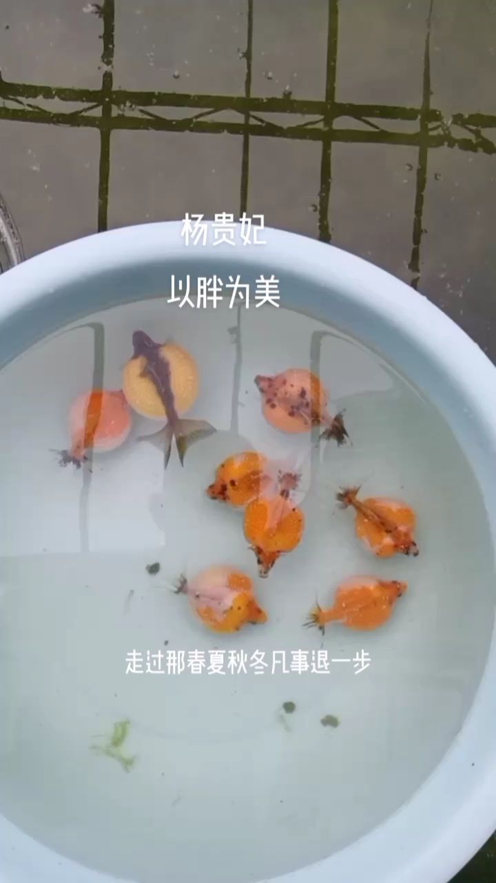 紅白珍珠【武漢紅白珍珠種氣】