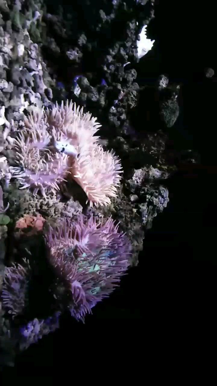 光山縣海底世界水族館【光山縣海底世界水族館經(jīng)營產(chǎn)品：觀賞魚、水草、魚缸及配件零售】