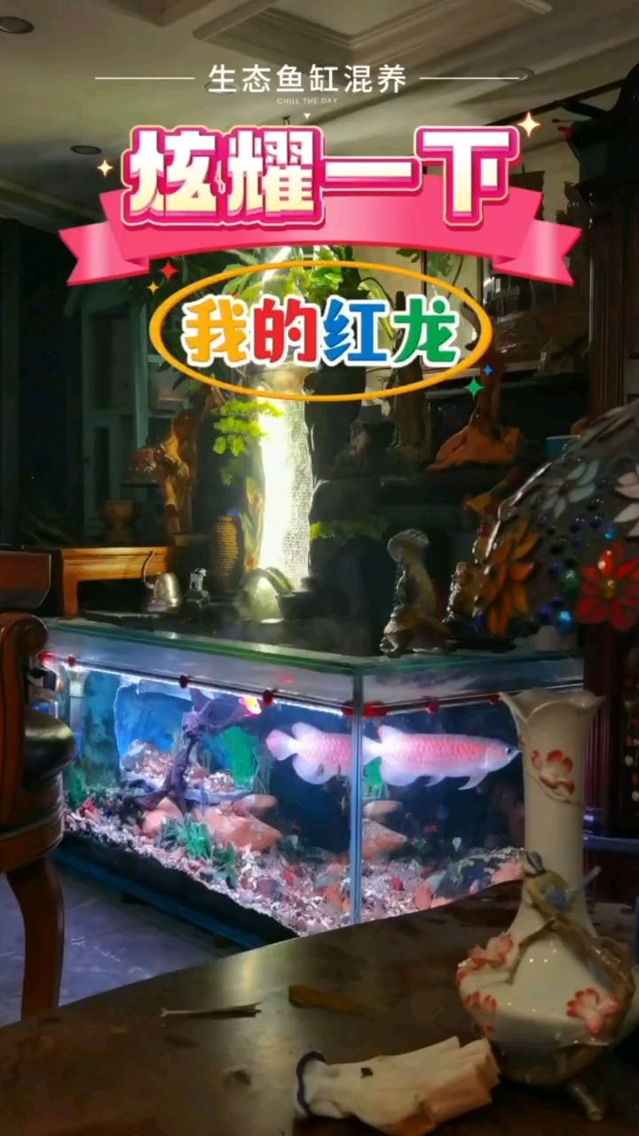 折騰了幾天的魚缸造景【少年夢qwyx紅龍魚缸kylind2o】