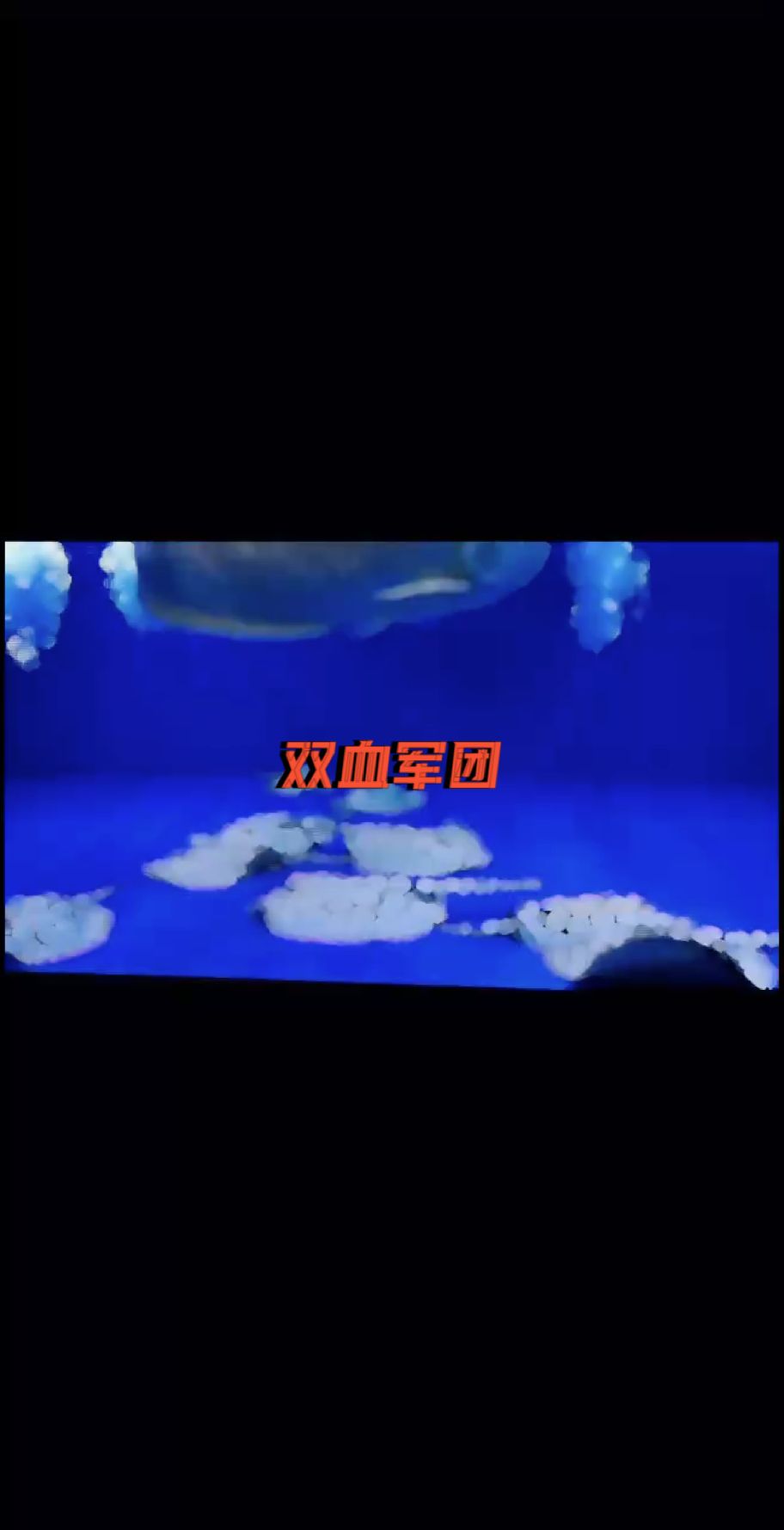 雙血軍團【男神魟魚,thui丶】 觀賞魚論壇