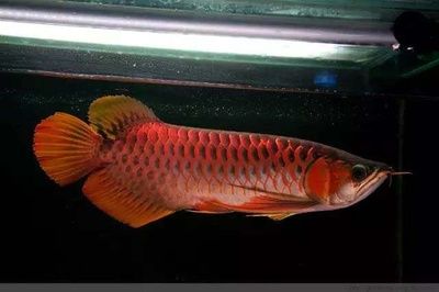 紅龍魚哪個品種好看又漂亮的魚【紅龍魚中哪個品種的鱗片光澤最為耀眼，紅龍魚中哪個品種最容易飼養(yǎng)】