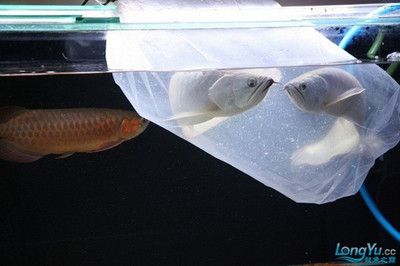 體型小的龍魚(yú)有哪些品種的【哪些小型龍魚(yú)品種最活躍？】 水族問(wèn)答