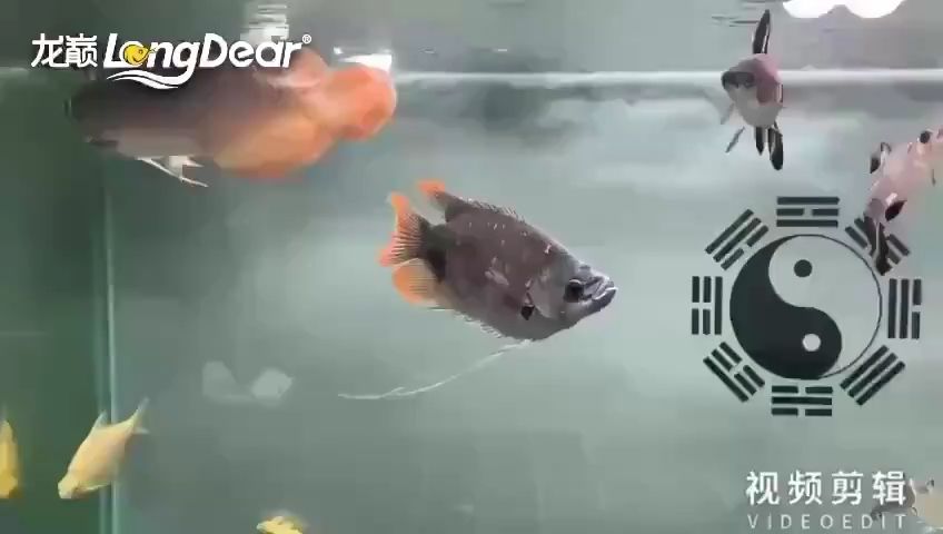 簽到【nd5urgmd評論：沙發(fā)賞魚】 觀賞魚論壇