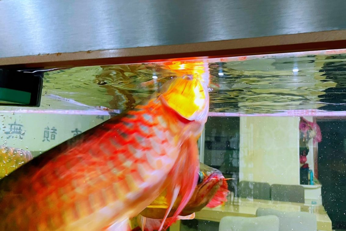 龍魚零食【每回遇到大點的蟲子都會帶回家給我當(dāng)零食，知了螞蚱、油葫蘆、金龜子】 觀賞魚論壇 第3張