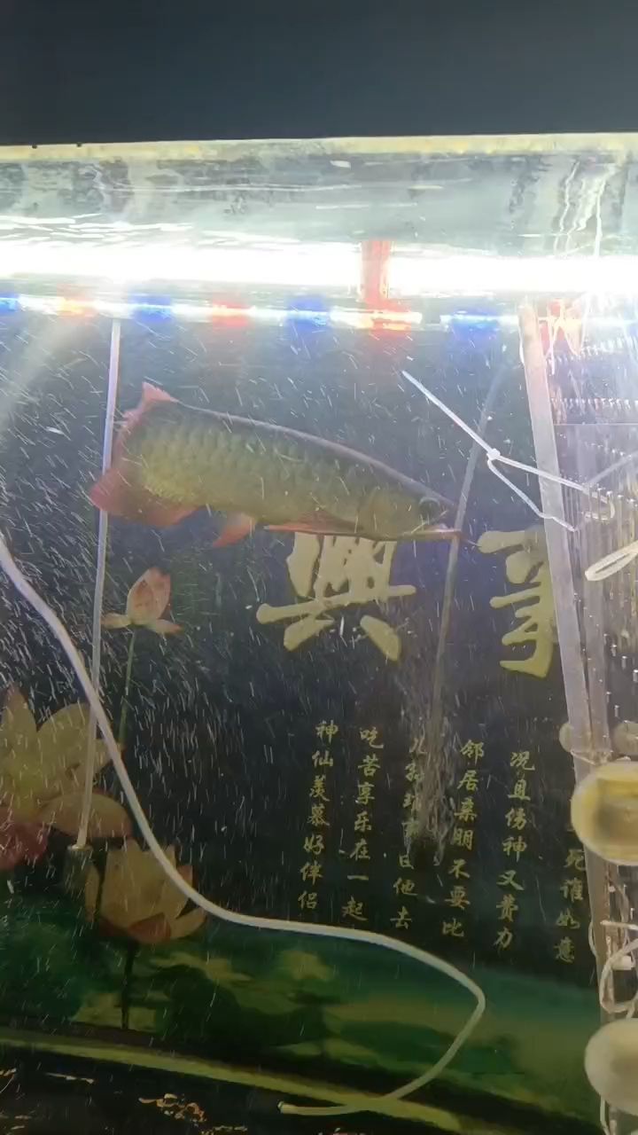 龍魚嘴巴合不上，怎么辦？【龍魚嘴巴合不上，小伙不帥_人見人愛評(píng)論：66】