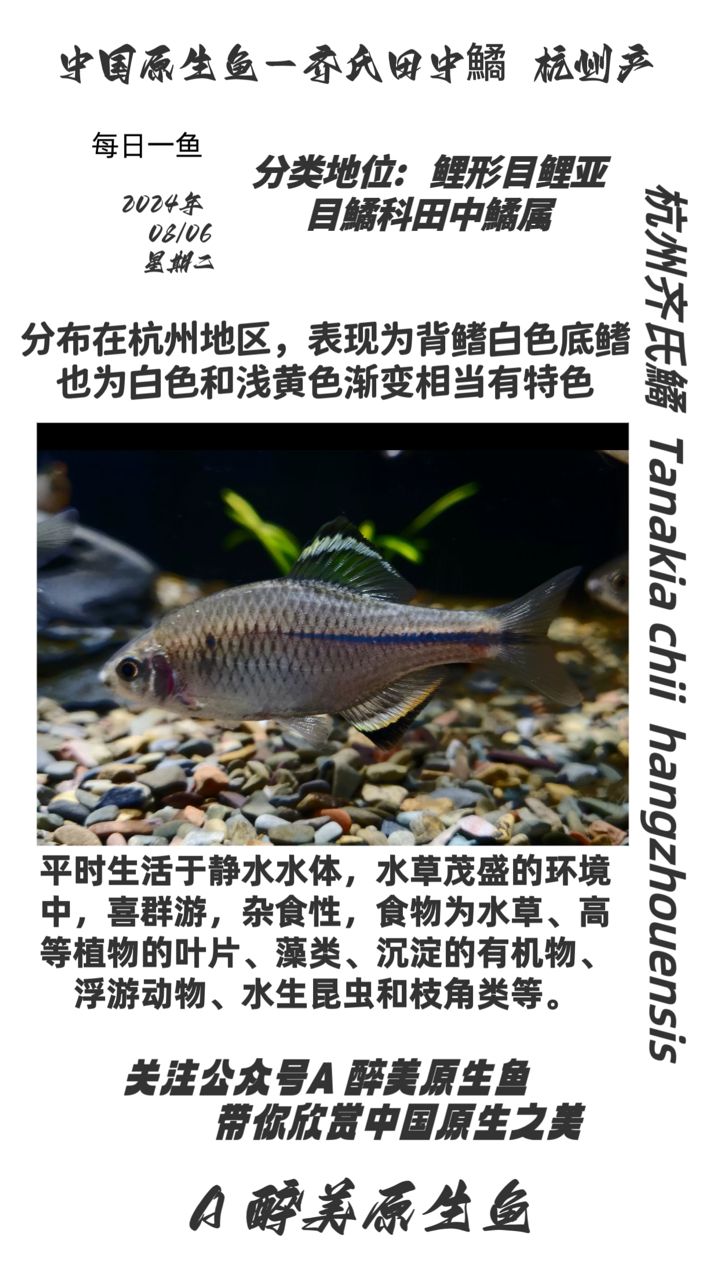 杭州齊氏鱊【分布在杭州地區(qū)】 觀賞魚論壇