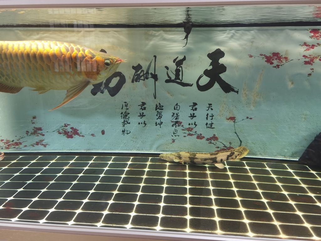 清道夫龍魚混養(yǎng)【清道夫龍魚和其他魚類混養(yǎng)時，它們之間會存在食物競爭嗎？】 觀賞魚論壇