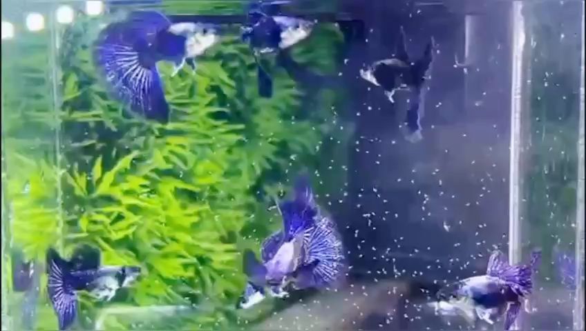 漂亮孔雀魚【紫龍孔雀魚漂亮的孔雀魚】