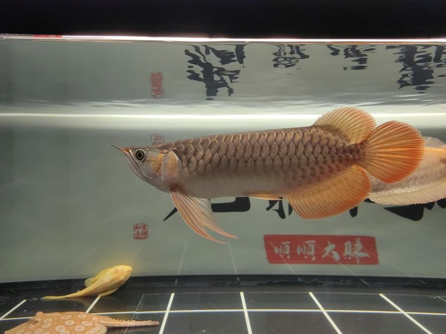 到家七個(gè)月對(duì)比圖【到家七個(gè)月對(duì)比圖,半歲金龍魚】 觀賞魚論壇 第1張