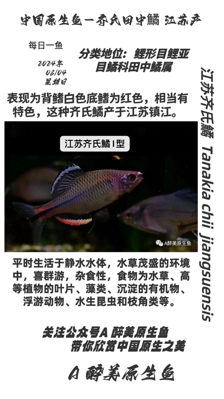 江蘇齊氏鱊【分布在江蘇地區(qū)分布在江蘇地區(qū)】 觀賞魚論壇