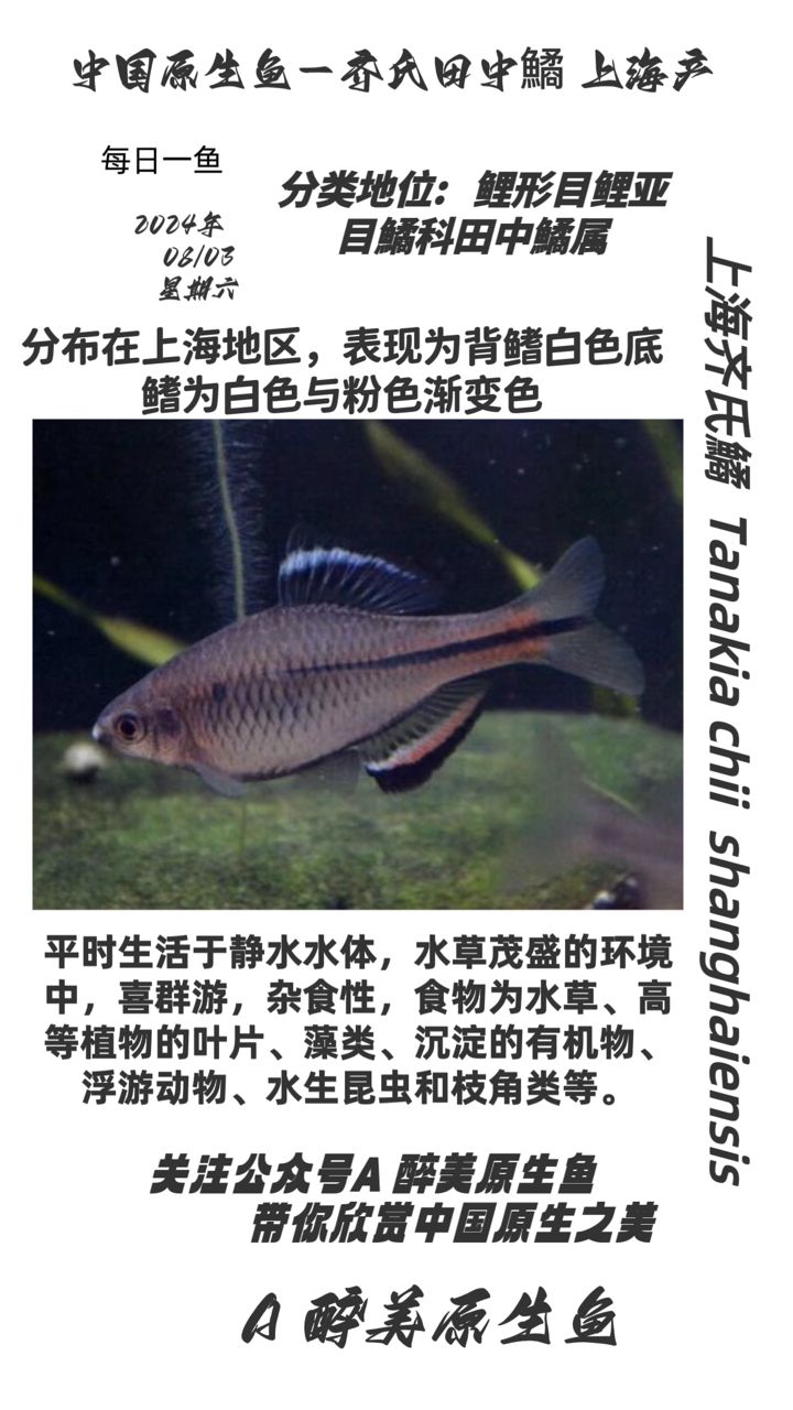 上海齊氏鱊【上海地區(qū)的地標(biāo)建筑】 觀賞魚論壇