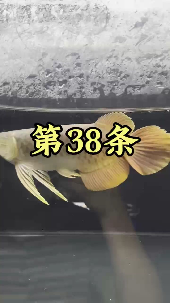 花了3500，買了一條魚【第38條紅龍魚,被養(yǎng)魚耽誤的建筑師】