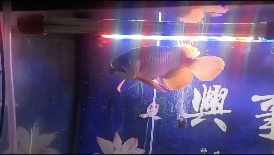 龍魚口老是開怎么辦【龍魚口老是開怎么辦,最重要心態(tài)】