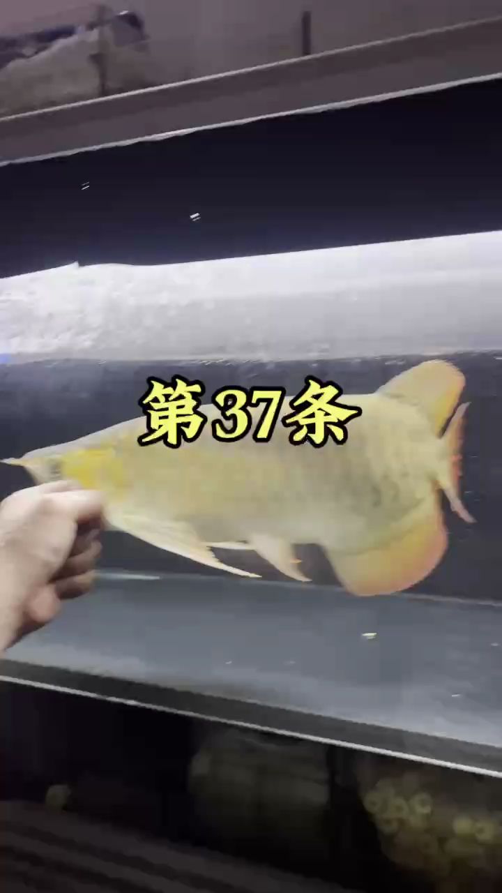 買(mǎi)一條魚(yú)，花了5800【買(mǎi)回來(lái)第37條,宇哥6519評(píng)論：不錯(cuò)，加油啊】 觀(guān)賞魚(yú)論壇