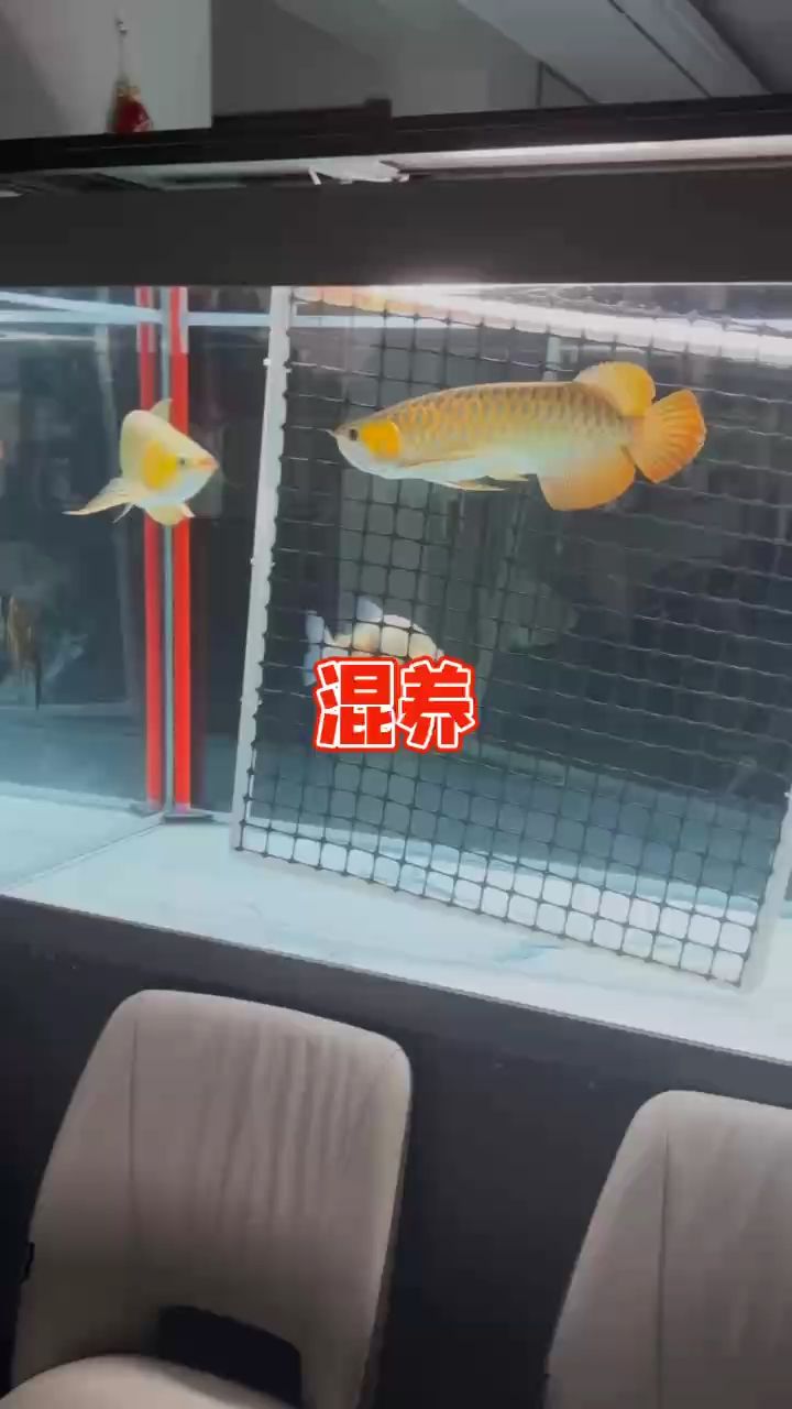 發(fā)布咋不是原色【可樂面包評論：king小豆丁評論：不錯】 觀賞魚論壇