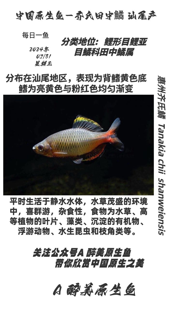 汕尾齊氏鱊【分布在汕尾地區(qū)分布在汕尾地區(qū)】 觀賞魚論壇