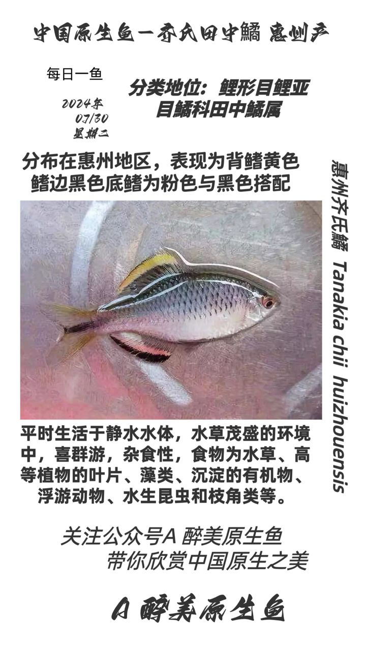 惠州齊氏鱊【分布在惠州地區(qū)分布在惠州地區(qū)】 觀賞魚論壇