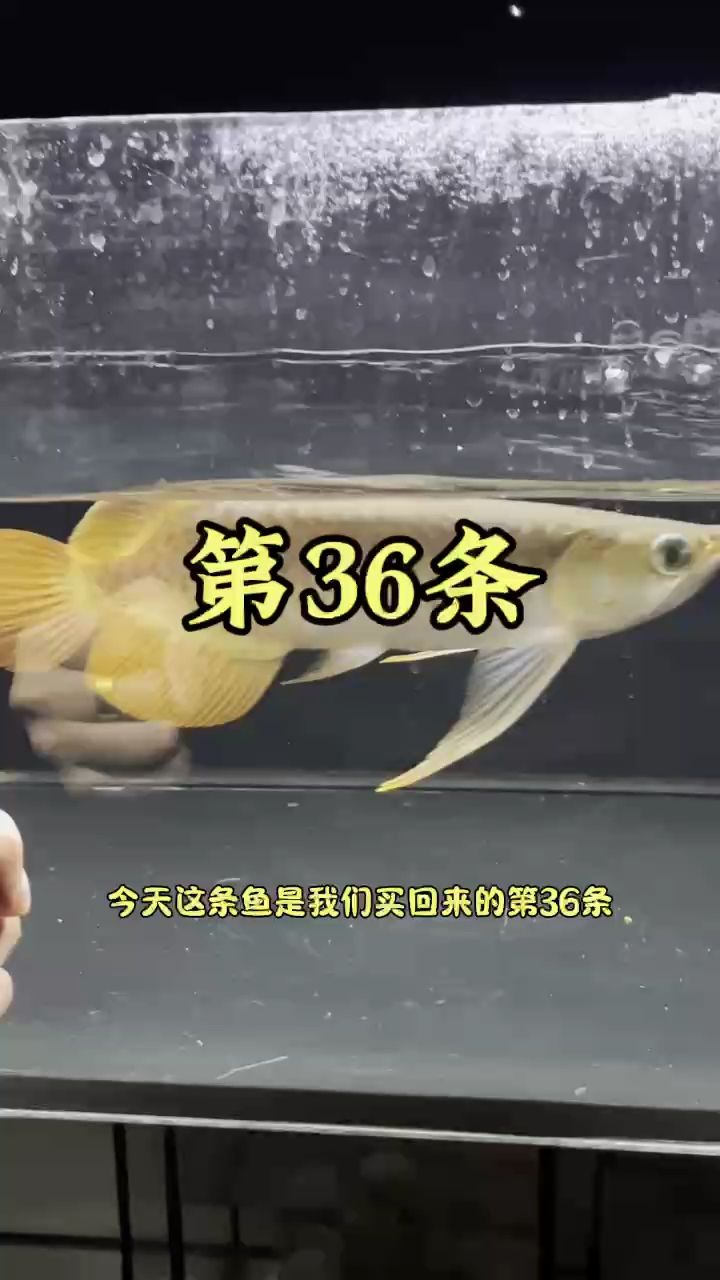 買(mǎi)一條魚(yú)，花了3800大洋【體型不錯(cuò),雨巫三口】