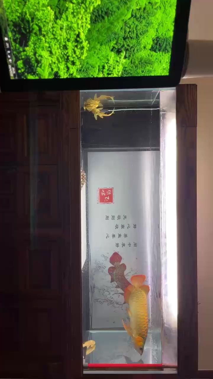 一天天紅起來了【cxi8dwmc評論：大哥的紅龍品相不錯哦,北京老寧評論：挺好的】