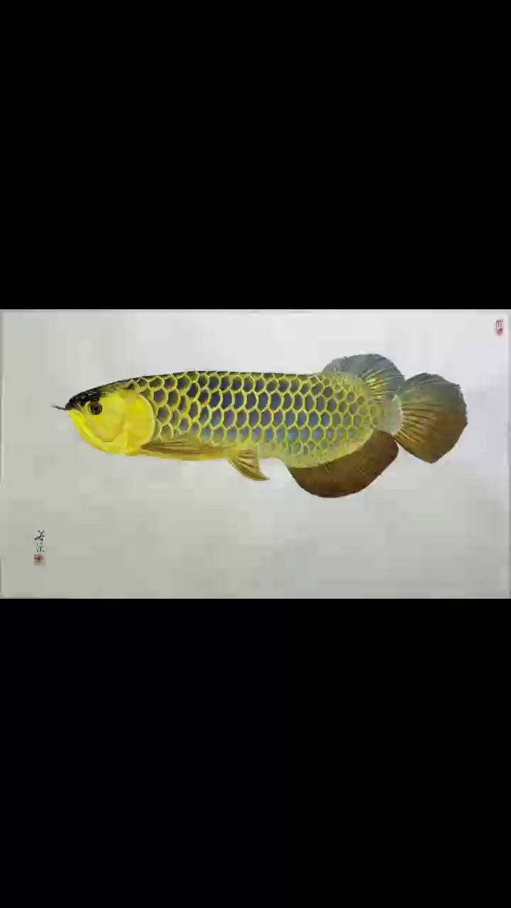 藍(lán)底過(guò)背金龍【[kafei],魚(yú)樂(lè)世界cyl評(píng)論：栩栩如生】 觀賞魚(yú)論壇