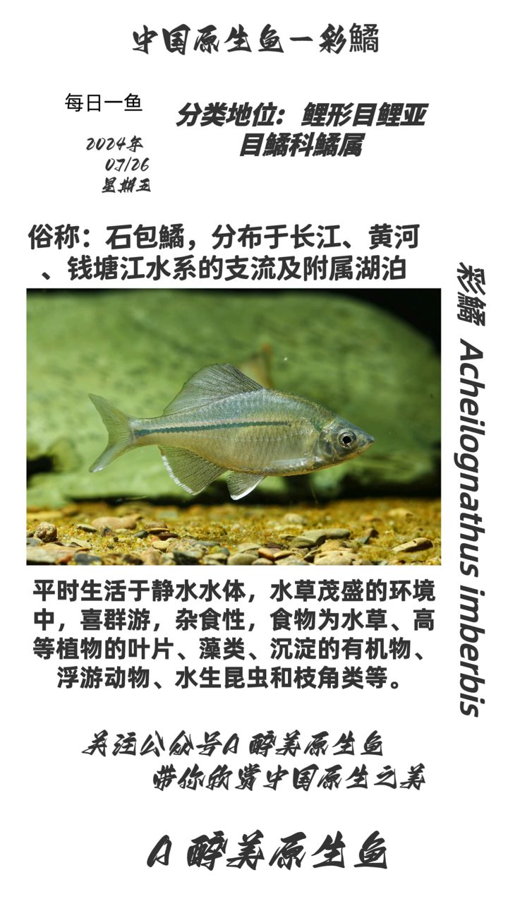 彩鱊【廣泛分布在長江等】 觀賞魚論壇